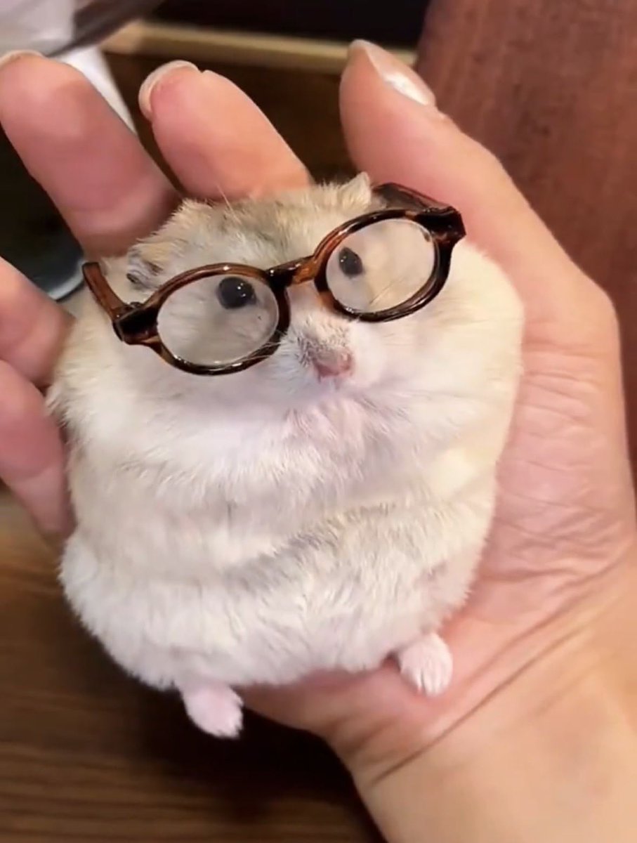 세계 햄스터의 날 🐹