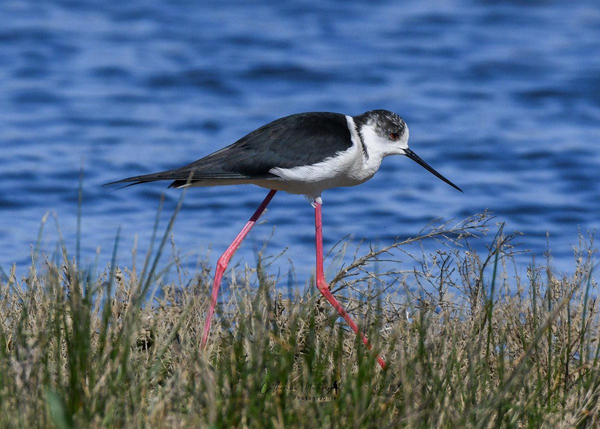 Cat 🧡 🐿 📸 tweet media