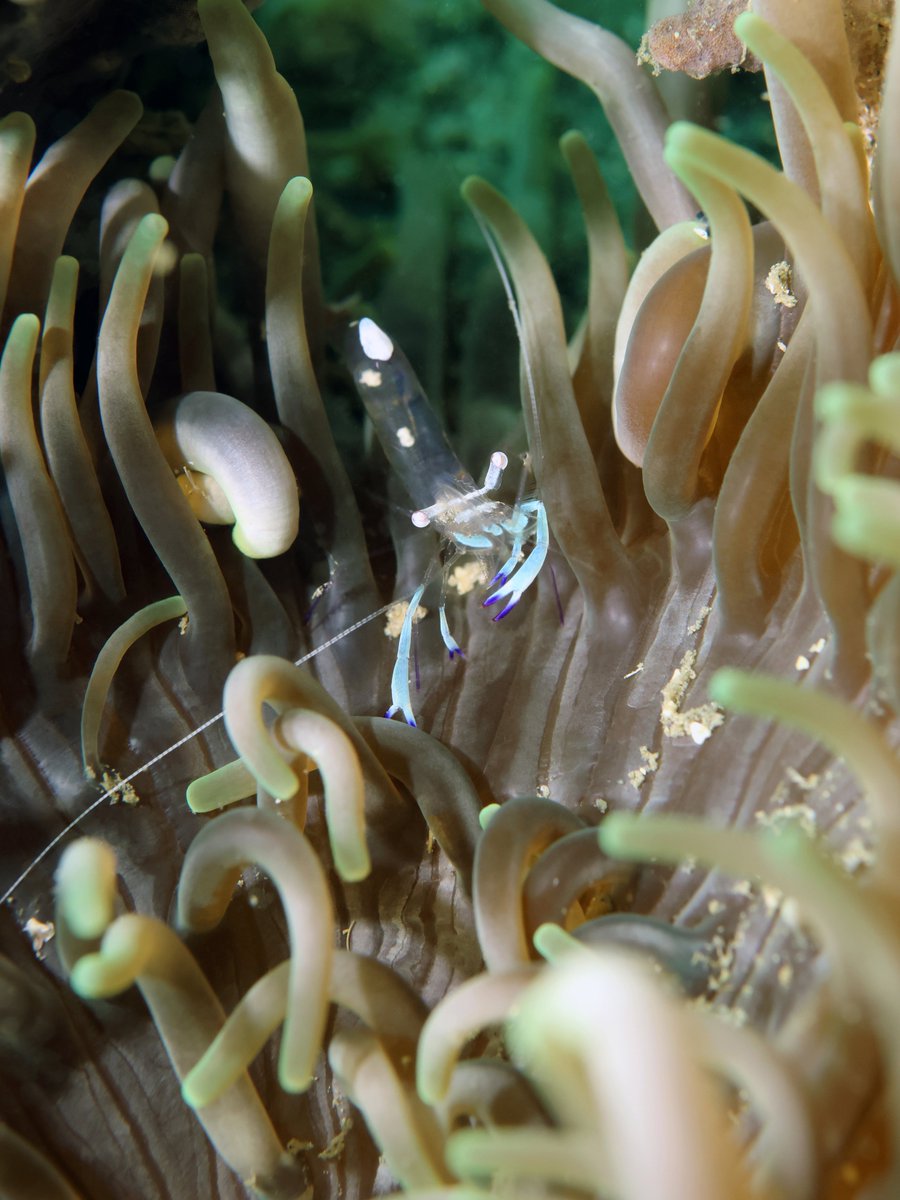 Daily Dive Pic tweet media