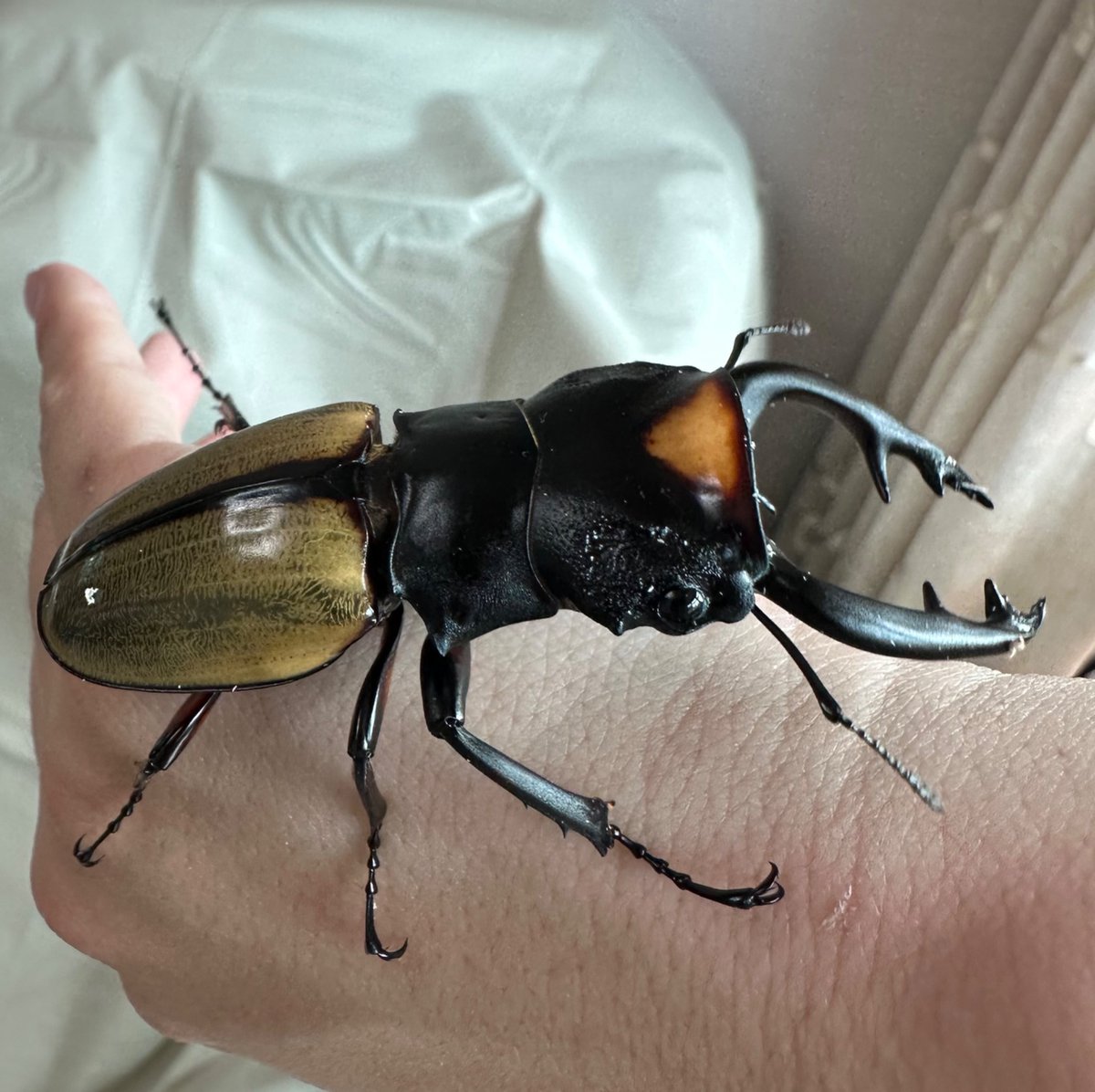 shloop 𓆤 tweet media