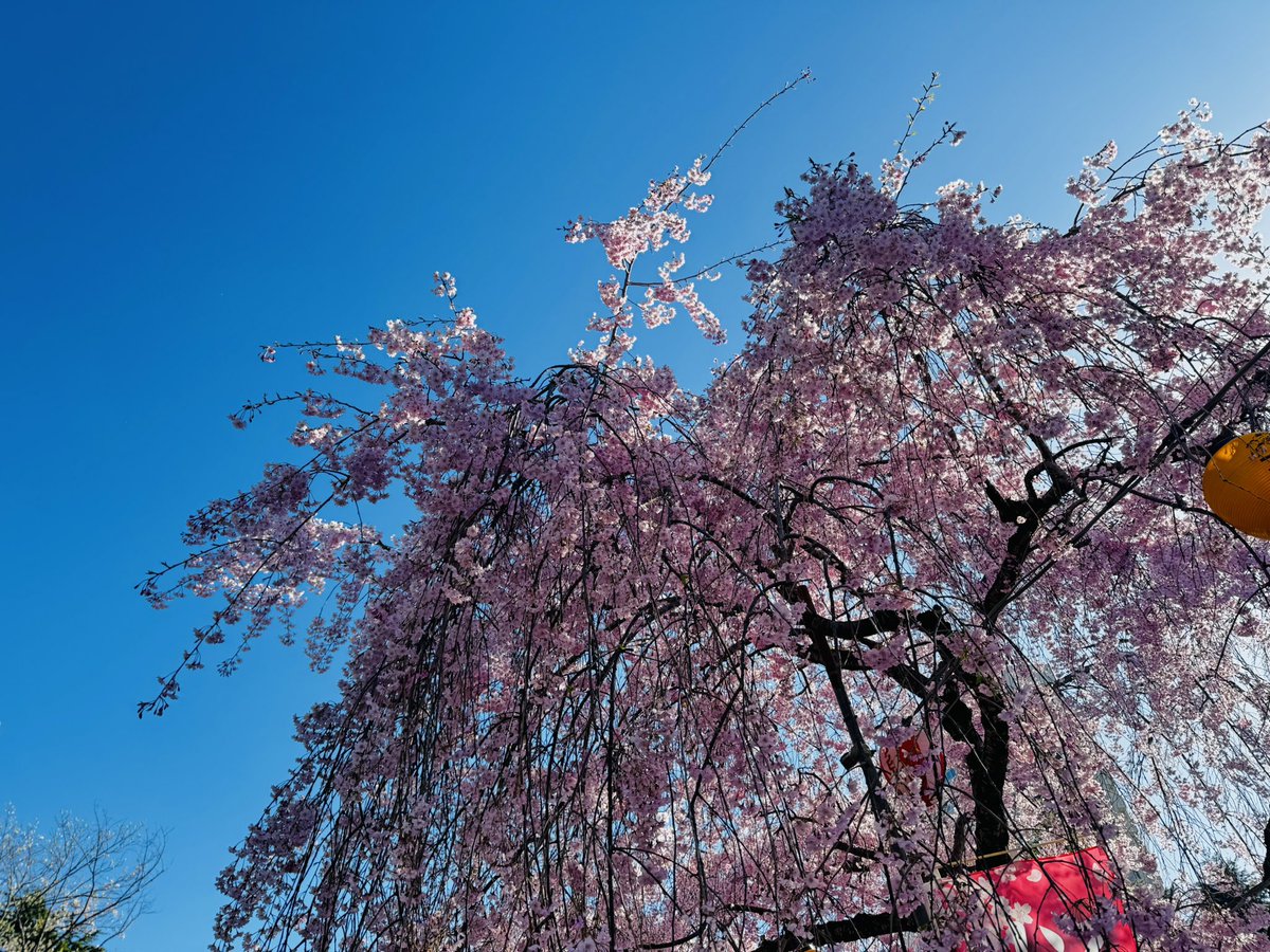 みっちゃん tweet media