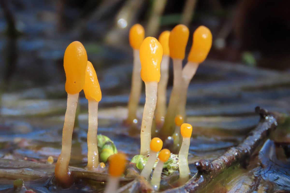 donnarainey4's tweet image. The aptly named, very eye catching Bog beacon #fungi looking beautiful on the edge of a local #bog #wetlands