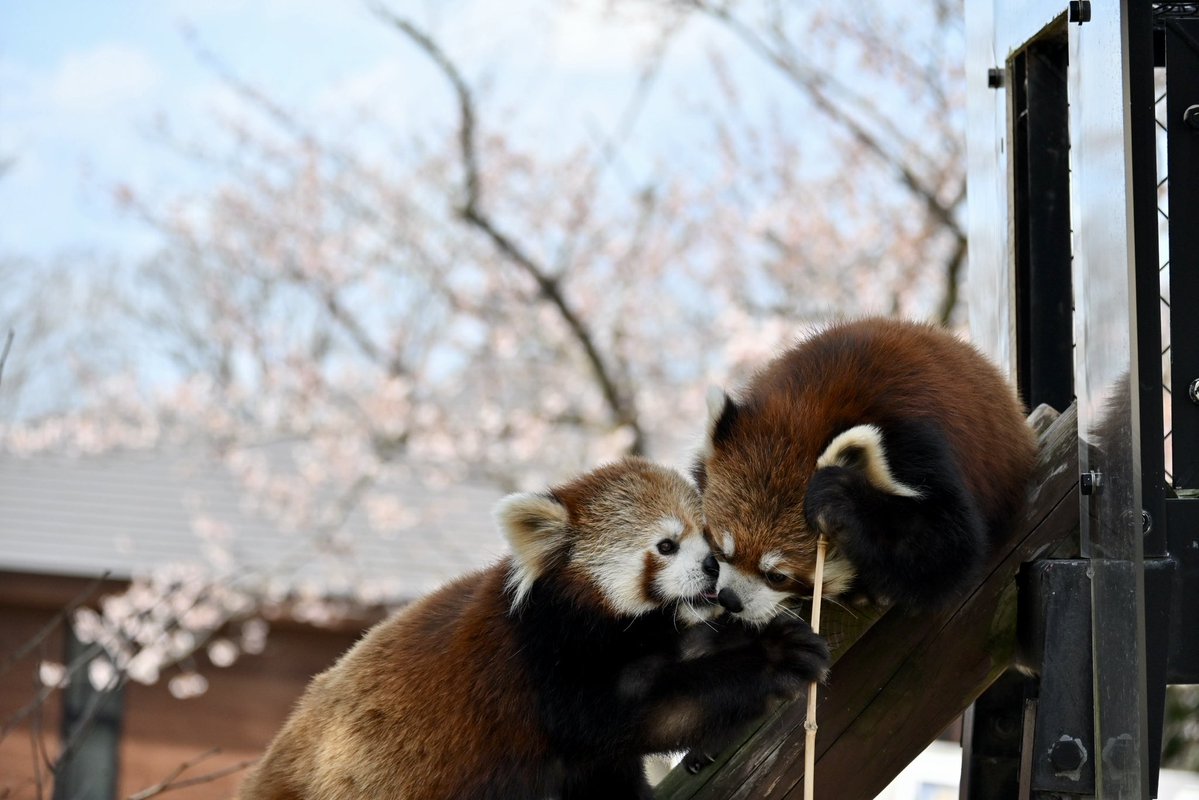 ちょくちゃん tweet media