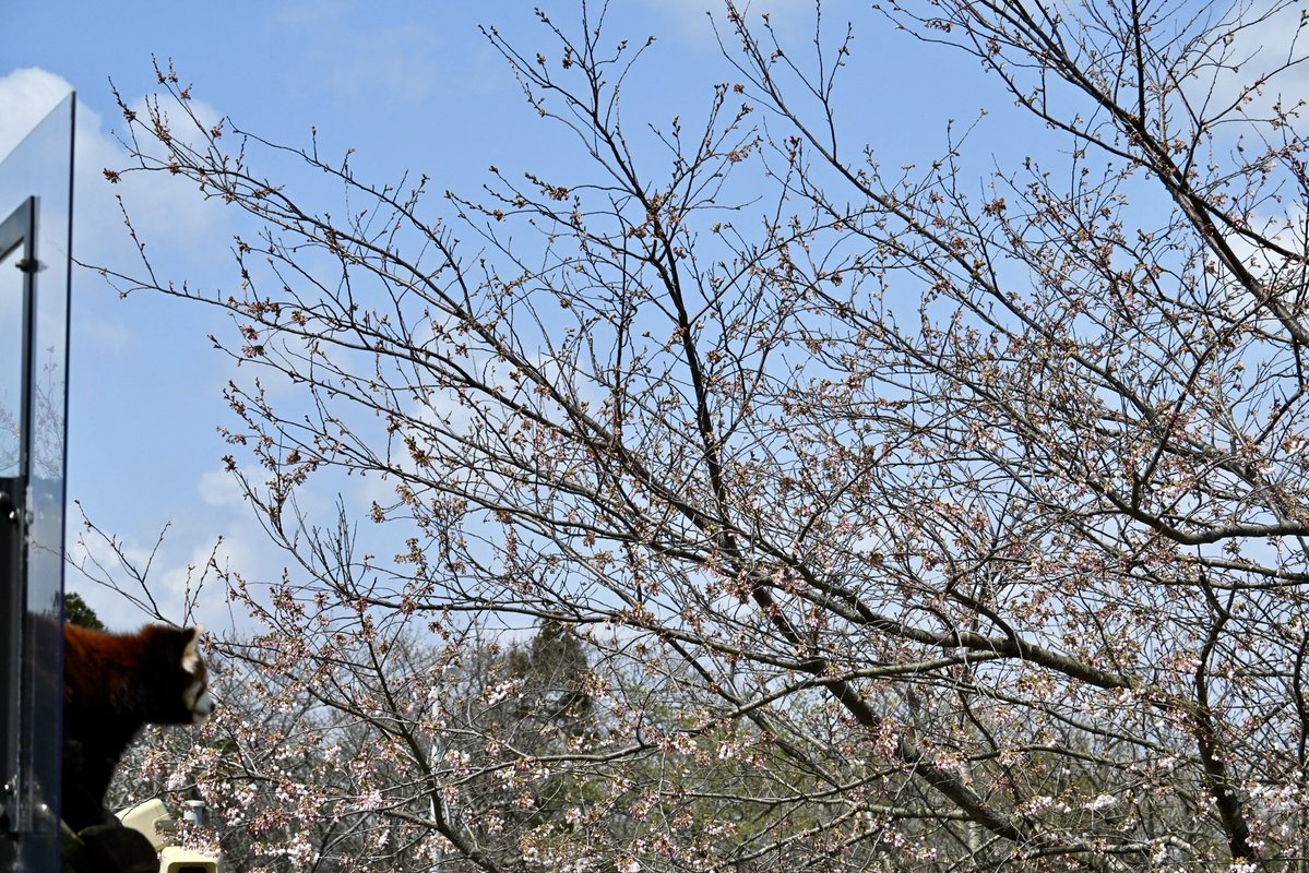 ちょくちゃん tweet media