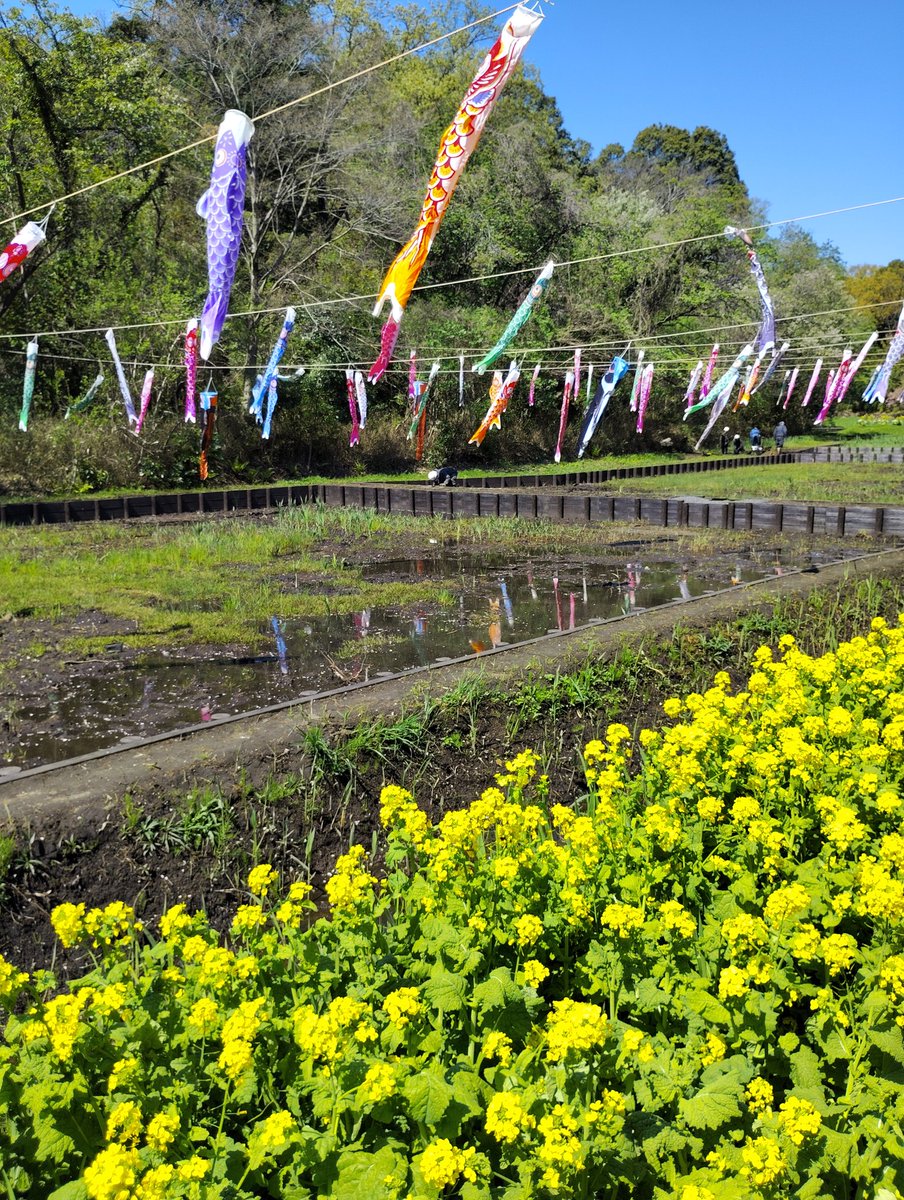 MiluxorM's tweet photo. 横浜　#里山ガーデン

菜の花と鯉のぼり🎏と
ラスカル？？？ https://t.co/7eFzWsB3tO
