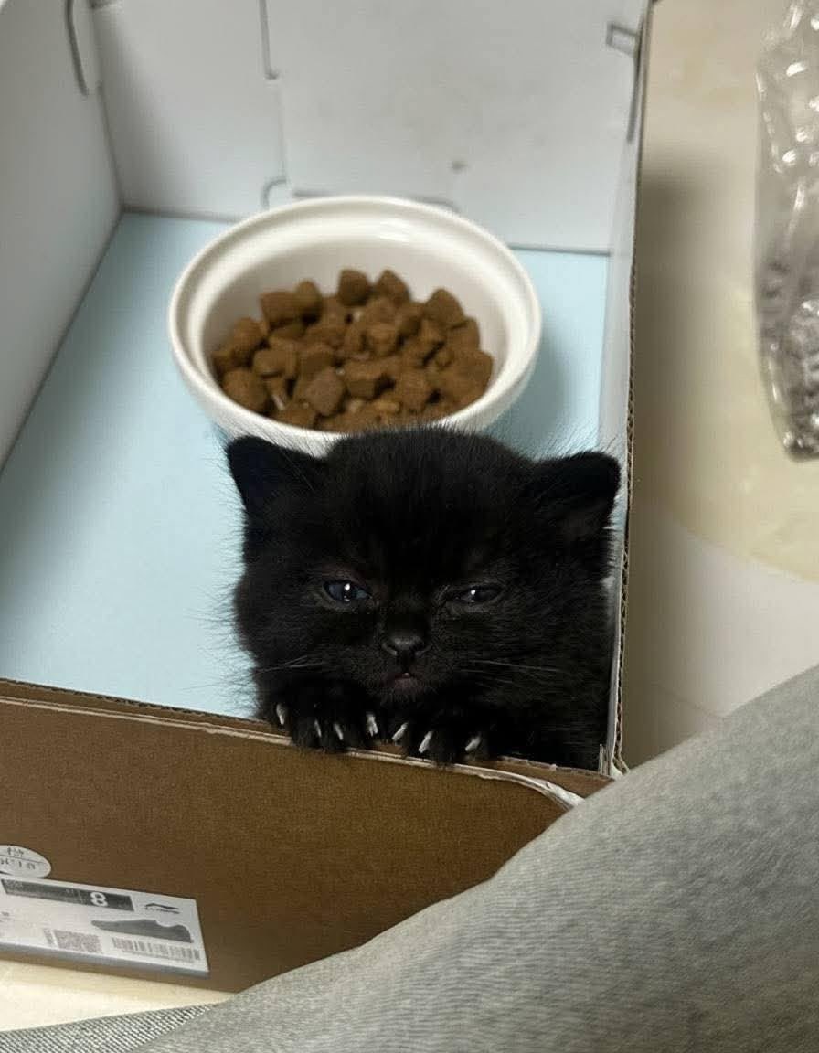Black cats are not bad luck (@visualscat) on Twitter photo 