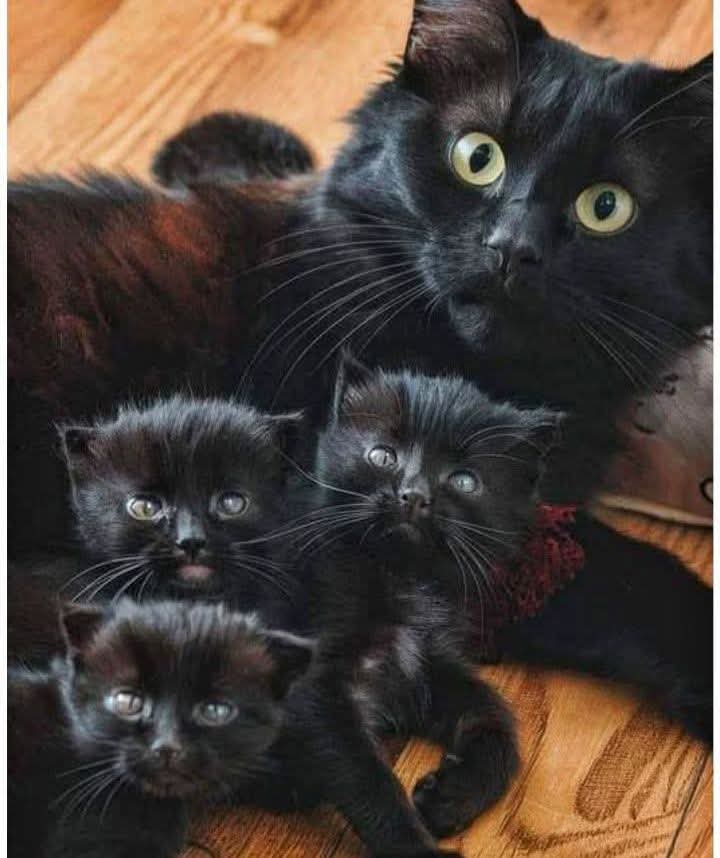 Nimra Shahzadi ❣️ tweet media