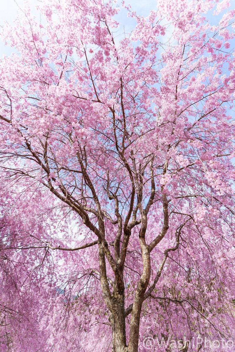 まっす tweet media