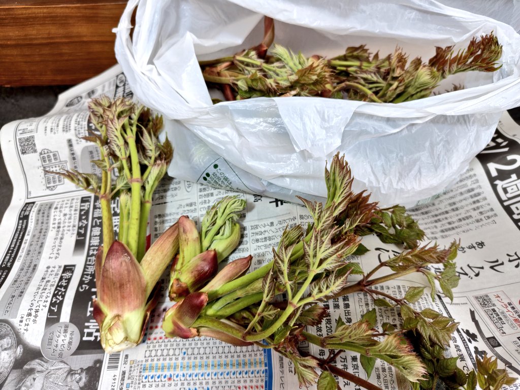 どら猫２次🌈 tweet media