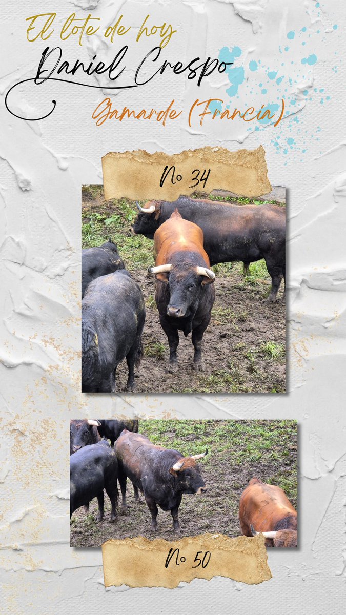 Daniel Crespo tweet media