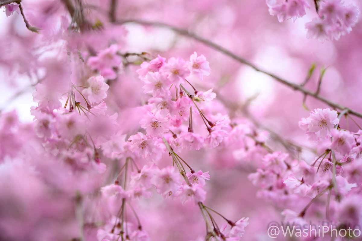 まっす tweet media