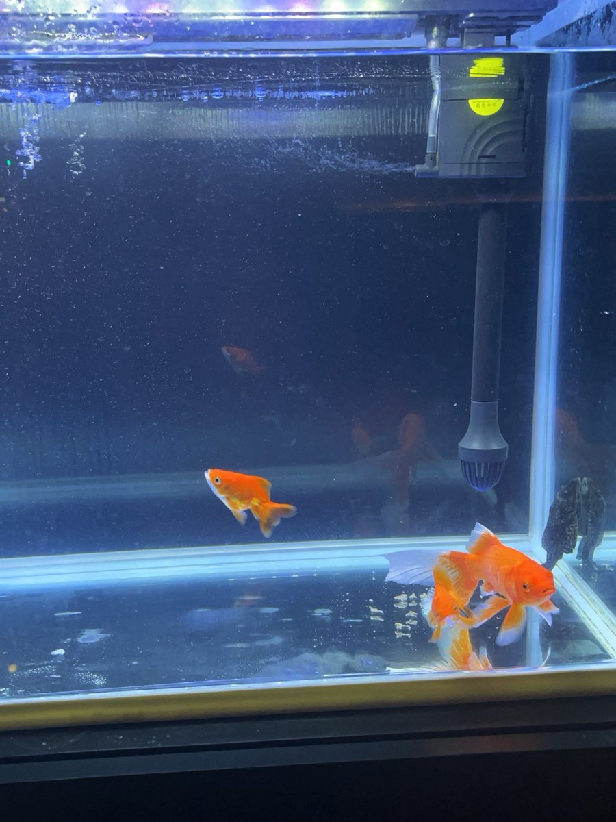 (734) 552-0041 tweet media