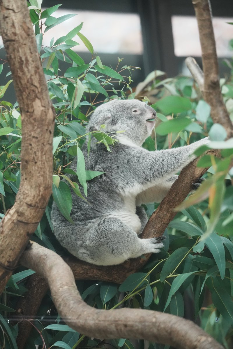 ヨイ🐨 tweet media