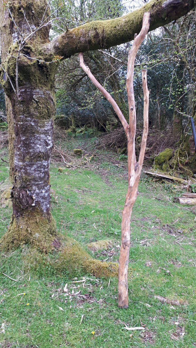 Shadowslugz's tweet image. Cleaning up some eucalyptus that I will use to build something rustic.

#crafting #Woodwork #Eucalyptus