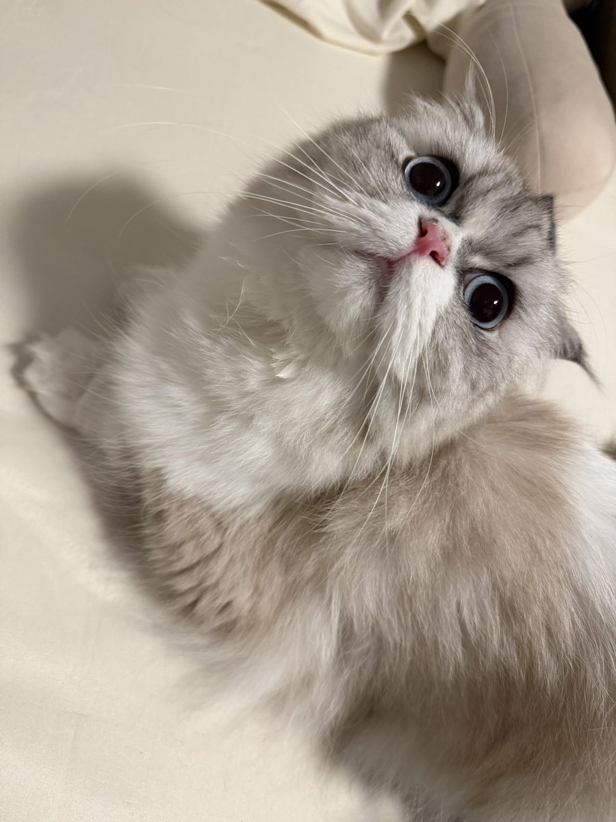 _pundao's tweet photo. ดีใจอ่าาา กลับมานั่งดูแท็กแล้วชื่นใจ ไม่ได้เจอทุกคนนานมาก ๆ คิดถึงนะคะ ดีใจที่ได้เจอคนใหม่ ๆ ด้วยนะคะ เที่ยวสงกรานต์ให้สนุกน้าา🥺🤍 พาแมวเก่า ๆ มาส่งเข้านอนนะจ๊ะ

SHELLYPUNDAO IN CTW  #CTWSongkran26xShellyPundao 
#Shellypundao https://t.co/I6DNXhDaL1