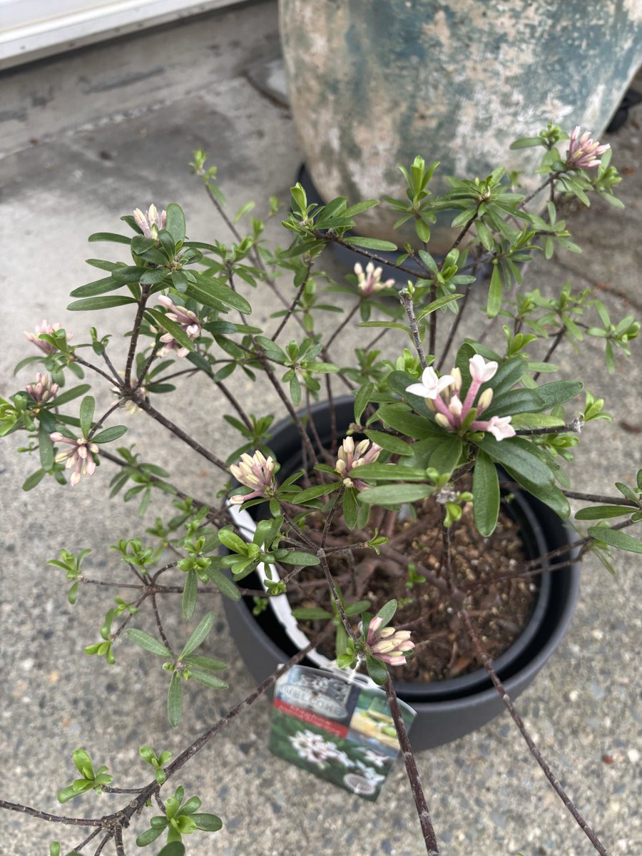 rico-rdh tweet media