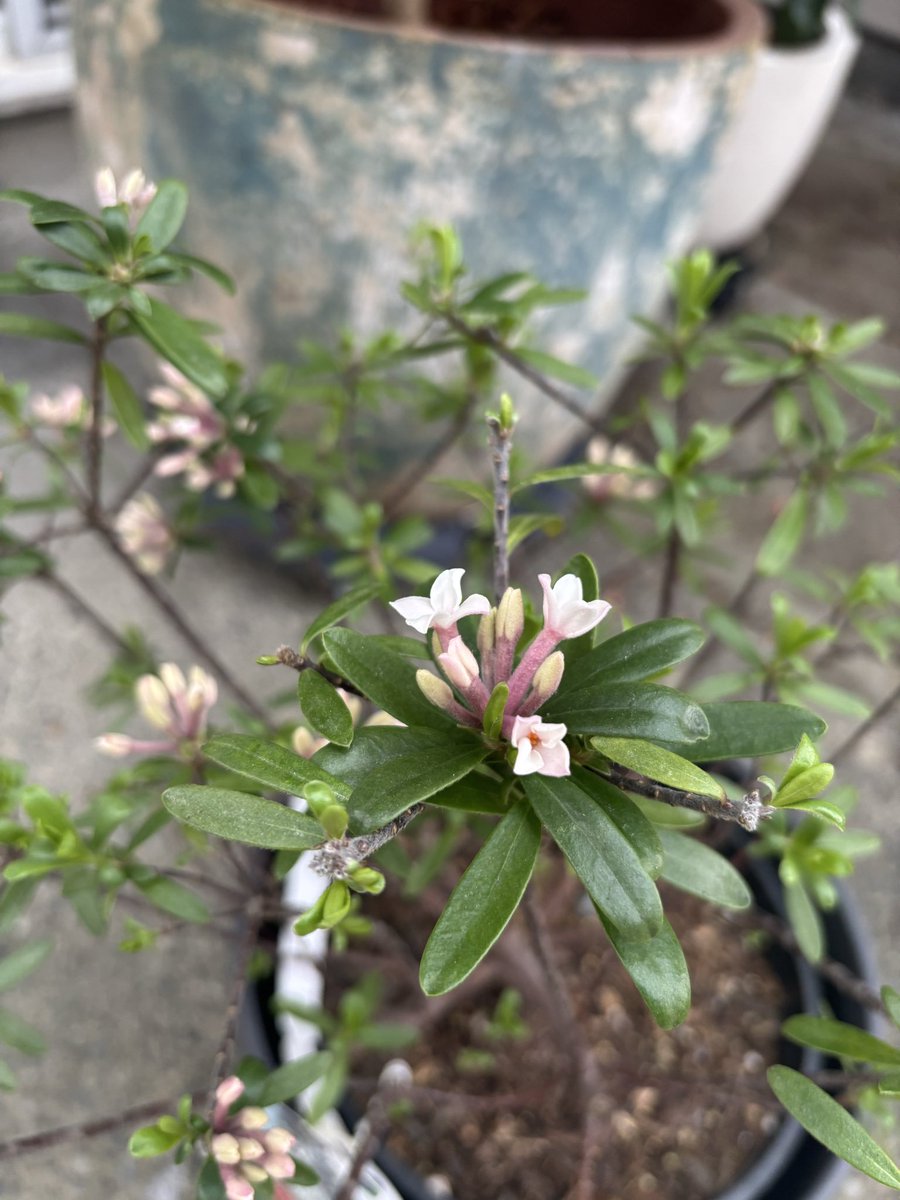 rico-rdh tweet media