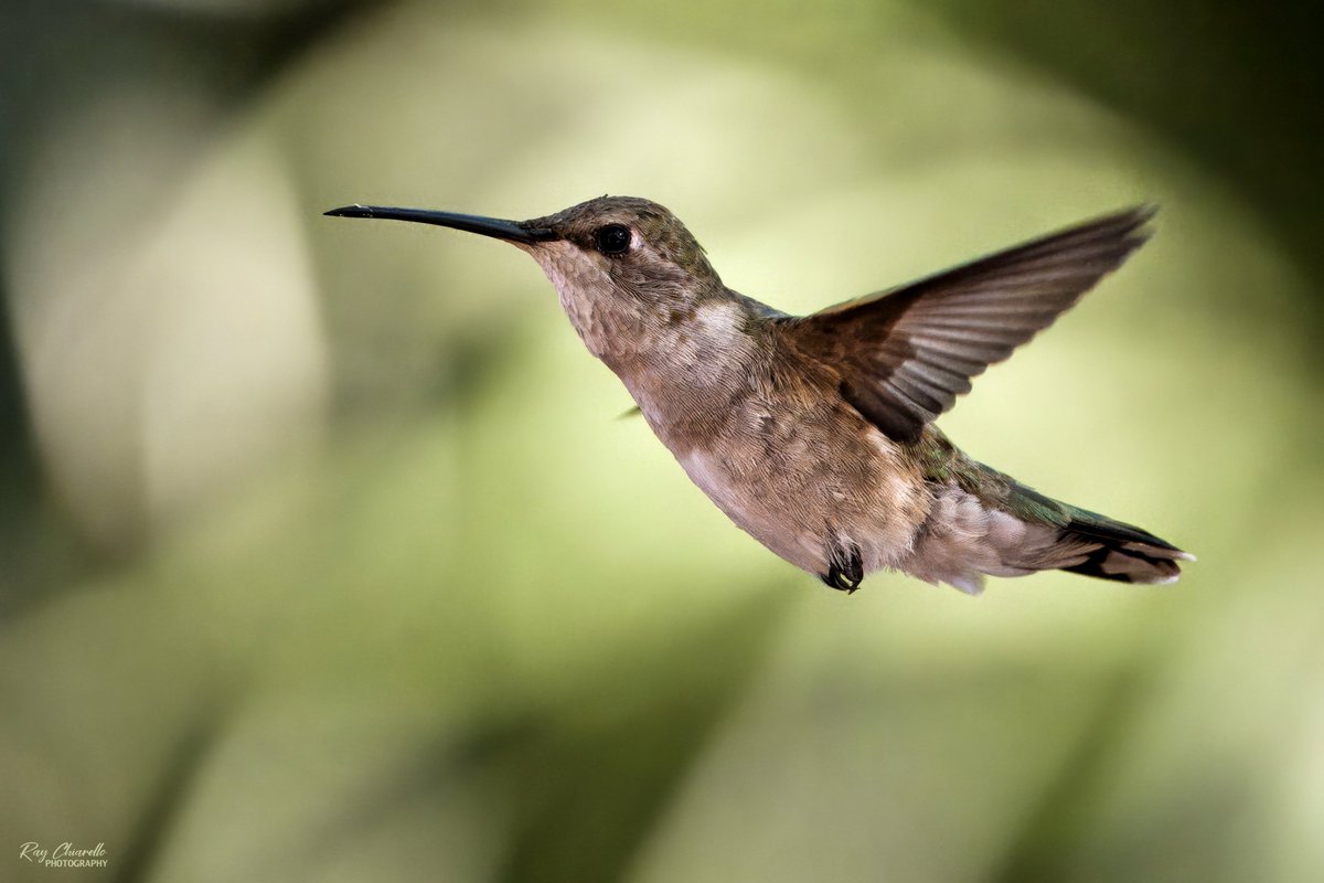 Ray Chiarello tweet media