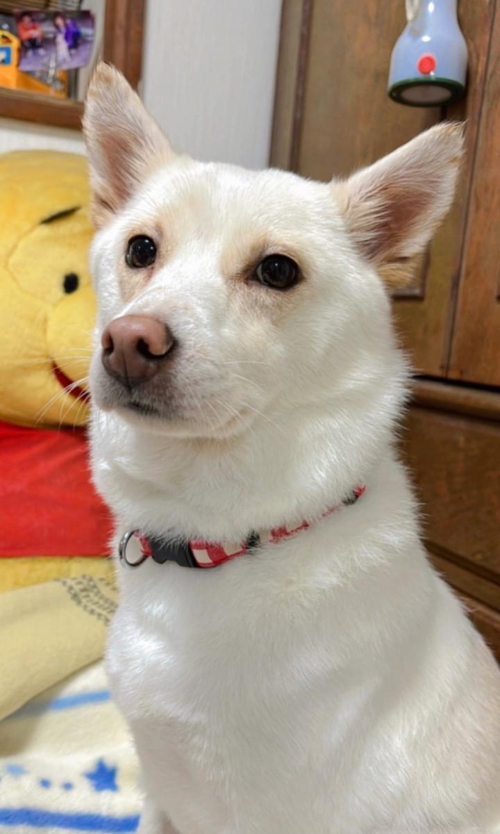 ⚠️ 迷子犬情報 - 岡山県 南区

岡山県 南区で犬が迷子になっています。
らんちゃんを見かけた方はこちら👇
lostpet.jp/51087

※画像はlostpet.jpより
#迷子犬 #拡散希望 #岡山県 #南区