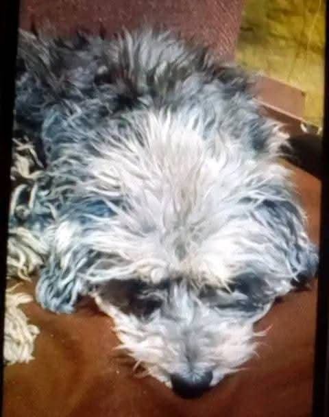 <a href="/Alina_Gag/">Alina</a> <a href="/nmas/">NMás</a> Alina, seguimos buscando a Blackyta,por favor nos ayudan a difundir para encontrar a nuestra pequeña que no aparece y seguimos buscando ☹️😭, tiene 11 años, es de tamaño mediana y es muy tranquila, en cada una de sus patitas traseras tiene una quinta garra, en la punta de su