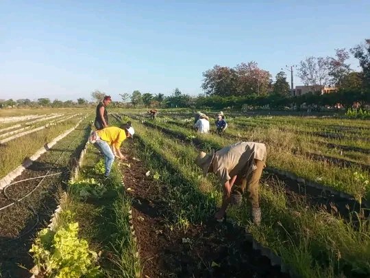 #CTCGRANMA  <a href="/JoseAPerezP/">Jose Antonio Pérez Pérez</a> Otra jornada de compromiso de los trabajadores granmenses #PorCubaJuntosCreamos