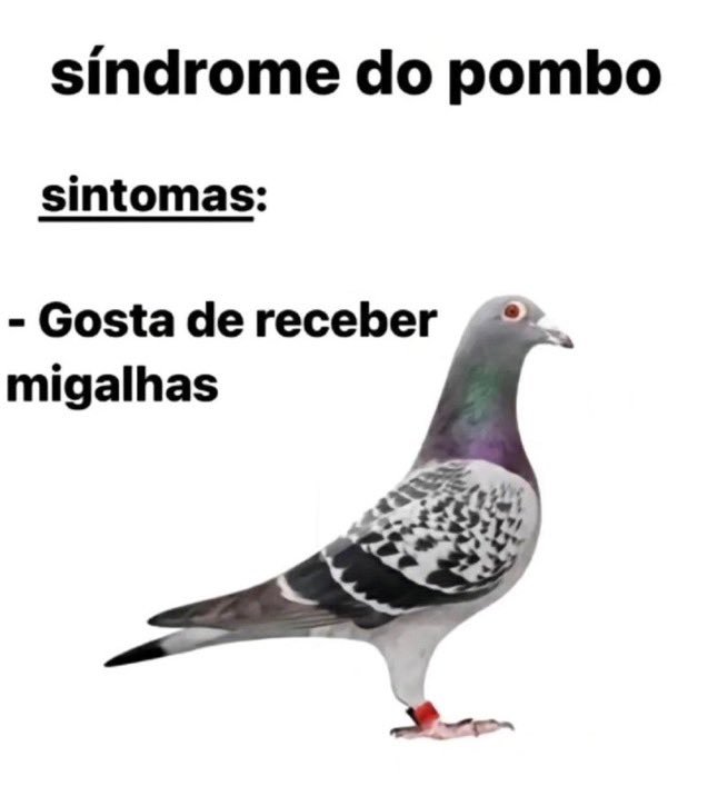 Traficante de Memes tweet media