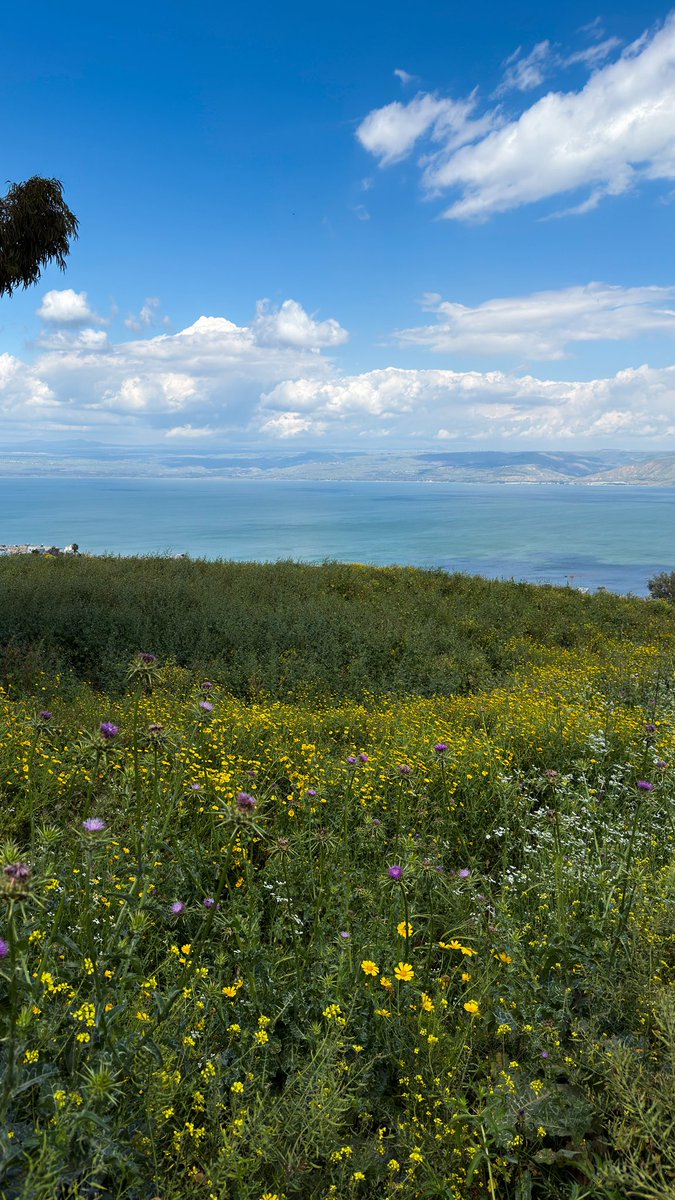 محمد tweet media