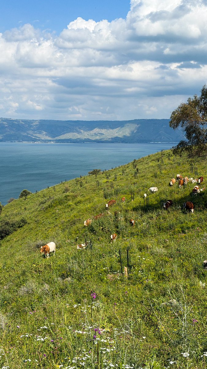 محمد tweet media