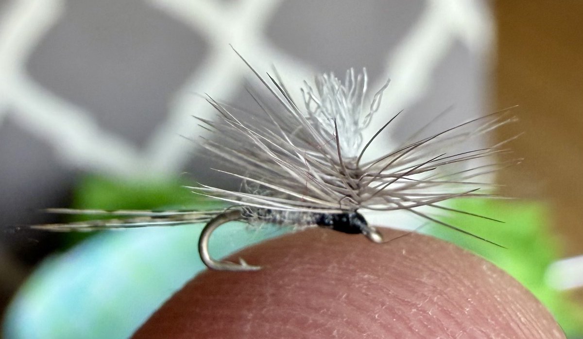 svutility's tweet photo. Size 24 parachute Adams to start the sabbath off on a positive note #flyfishing #flytying #dryfly https://t.co/1rYA36oIxc