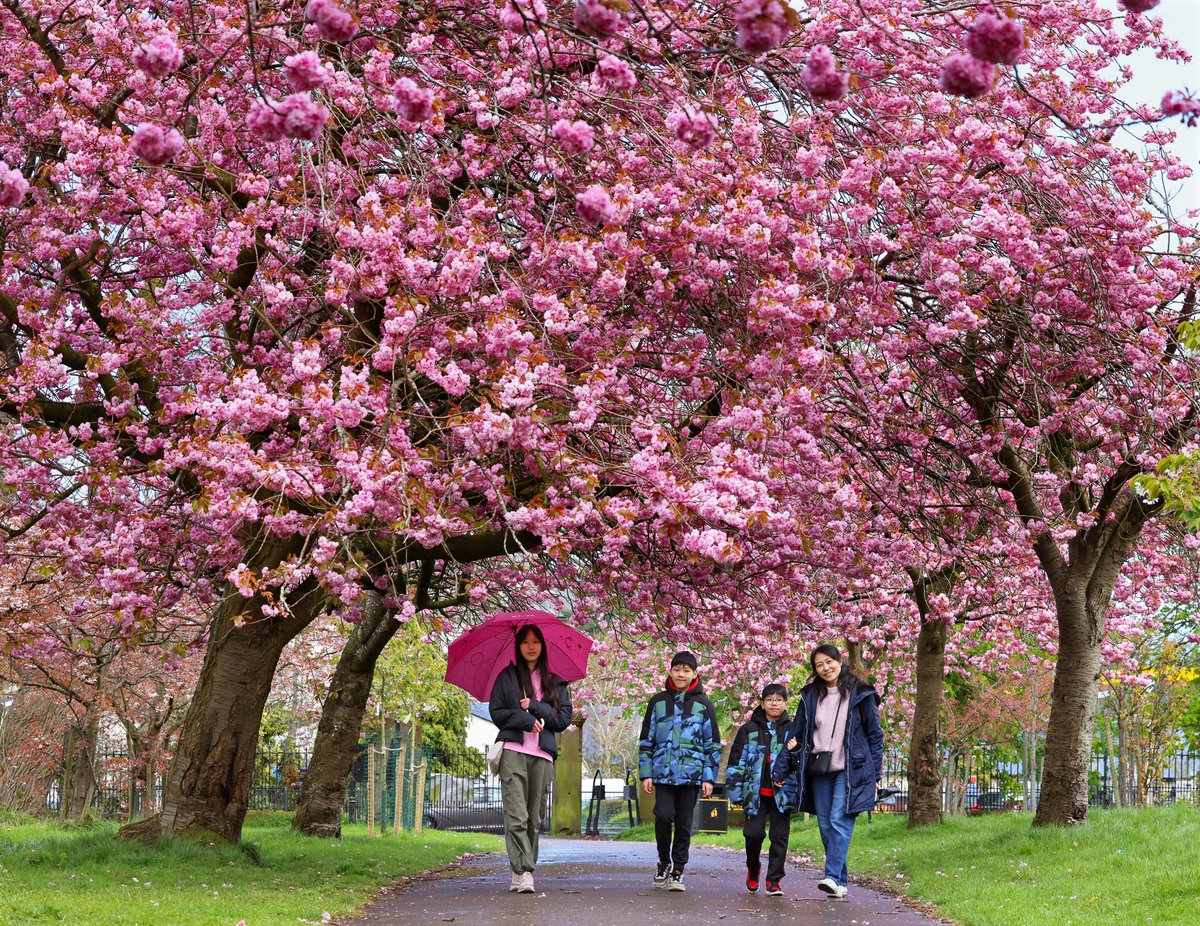 snapperlane's tweet photo. Beautiful cherry blossom at Wavertree Botanic Park in Liverpool 
https://t.co/9BRKO3sH0u https://t.co/mmI3QL2elx