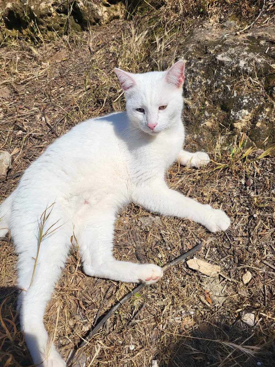 Zülal Kutluer tweet media