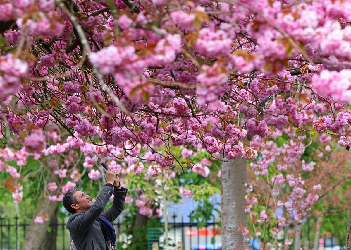 snapperlane's tweet photo. Beautiful cherry blossom at Wavertree Botanic Park in Liverpool 
https://t.co/9BRKO3sH0u https://t.co/mmI3QL2elx