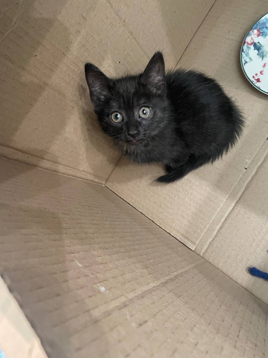 Саша и пушистый_сфинкс tweet media