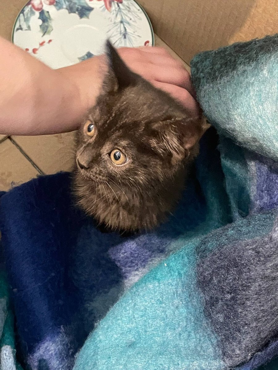 Саша и пушистый_сфинкс tweet media