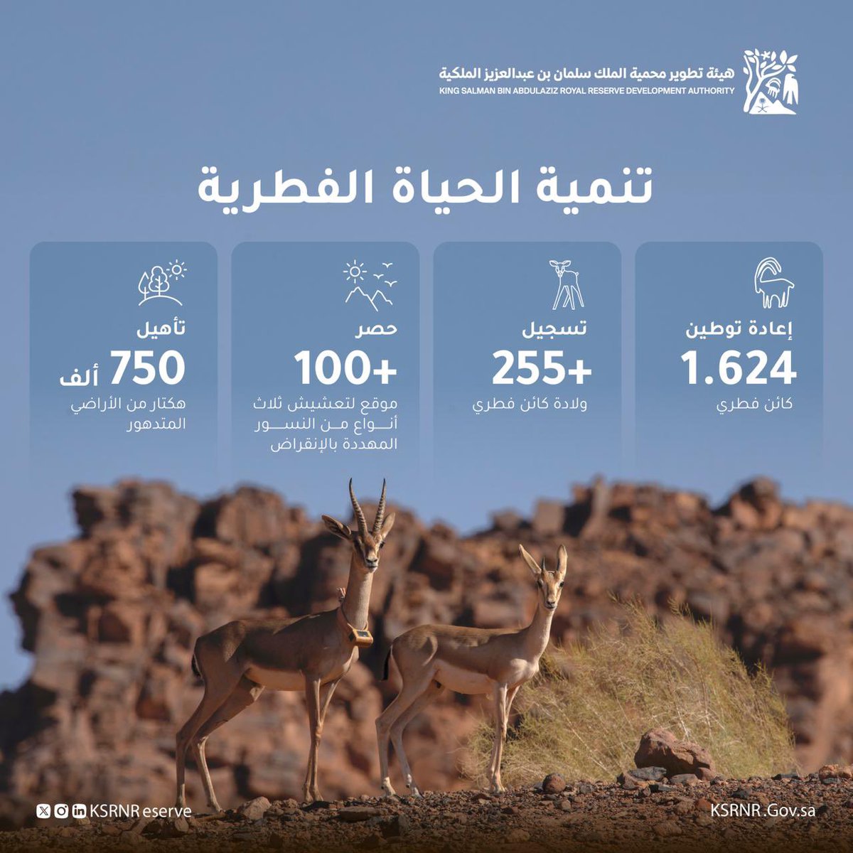 هيئة تطوير محمية الملك سلمان بن عبدالعزيز الملكية tweet media