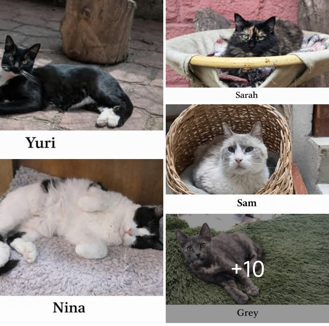 ilebe 🏃♀️🐈🐾🐕 tweet media