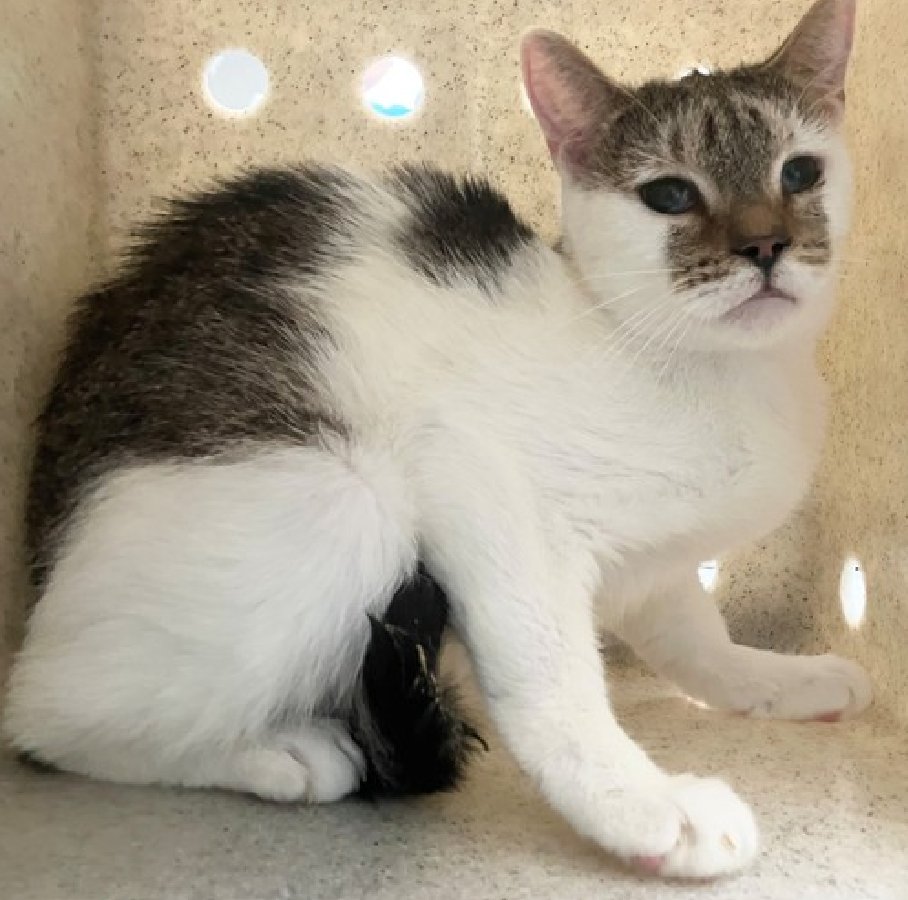🆘🆘 GOOSEBERRY (ID 249407), 2 YO, FEMALE –  IN STATEN ISLAND ACC - came into the shelter as an owner surrender on 3/26/2026, with the surrender reason stated as not a fit - too many animals already – PART OF HOARDING SITUATION    🆘🆘 😿 😿 😿 😿

➡️TBD 4/14/26

➡️ NEW HOPE