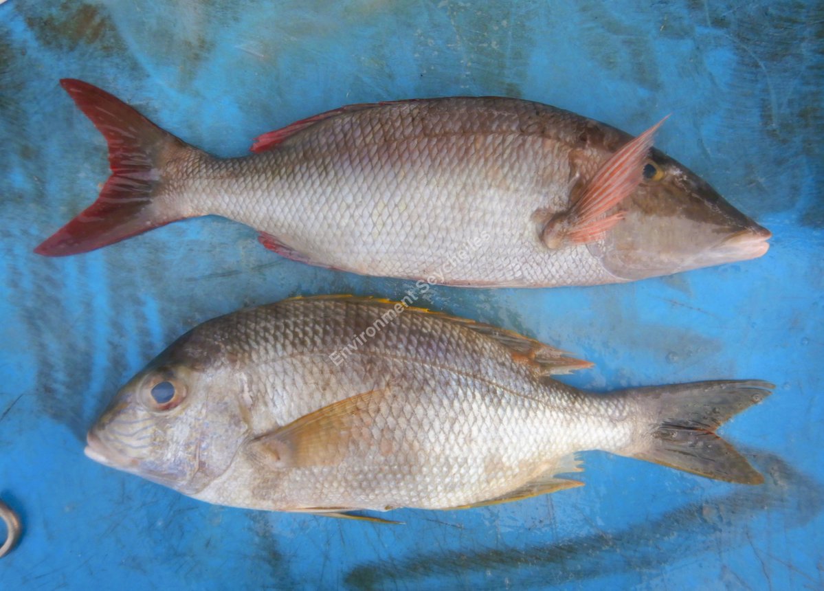 John Nevill tweet media