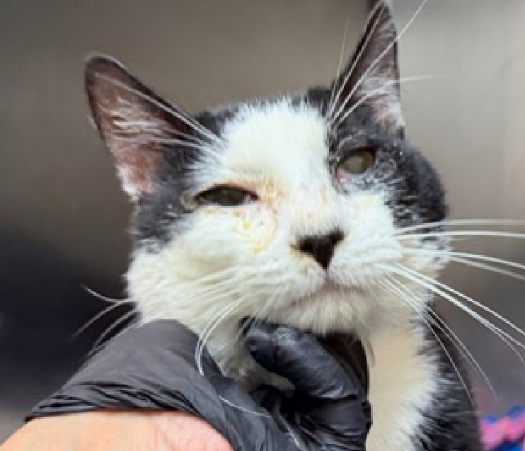JLthekid9999's tweet image. 🆘🆘BATMAN  (ID 250245), 3 YO, MALE –  IN MANHATTAN ACC - came into the shelter as an owner surrender on 3/22/2026, with the surrender reason stated as animal behavior - not good with resident animals.    🆘🆘 😿 😿 😿 😿

➡️TBD 4/14/26

➡️ MEDICAL PRIORITY – NEEDS MORE CARE AND