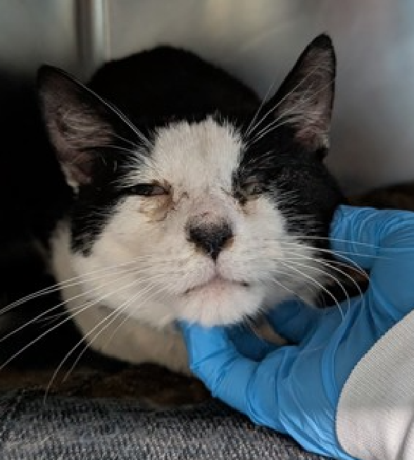 JLthekid9999's tweet image. 🆘🆘BATMAN  (ID 250245), 3 YO, MALE –  IN MANHATTAN ACC - came into the shelter as an owner surrender on 3/22/2026, with the surrender reason stated as animal behavior - not good with resident animals.    🆘🆘 😿 😿 😿 😿

➡️TBD 4/14/26

➡️ MEDICAL PRIORITY – NEEDS MORE CARE AND