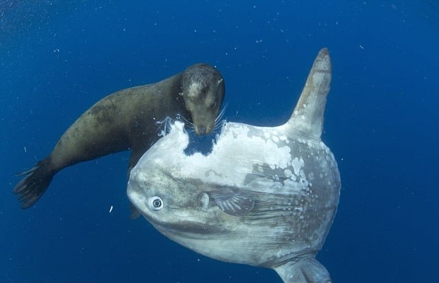 shadoomf🪲🇵🇸(homunculus enjoyer) tweet media