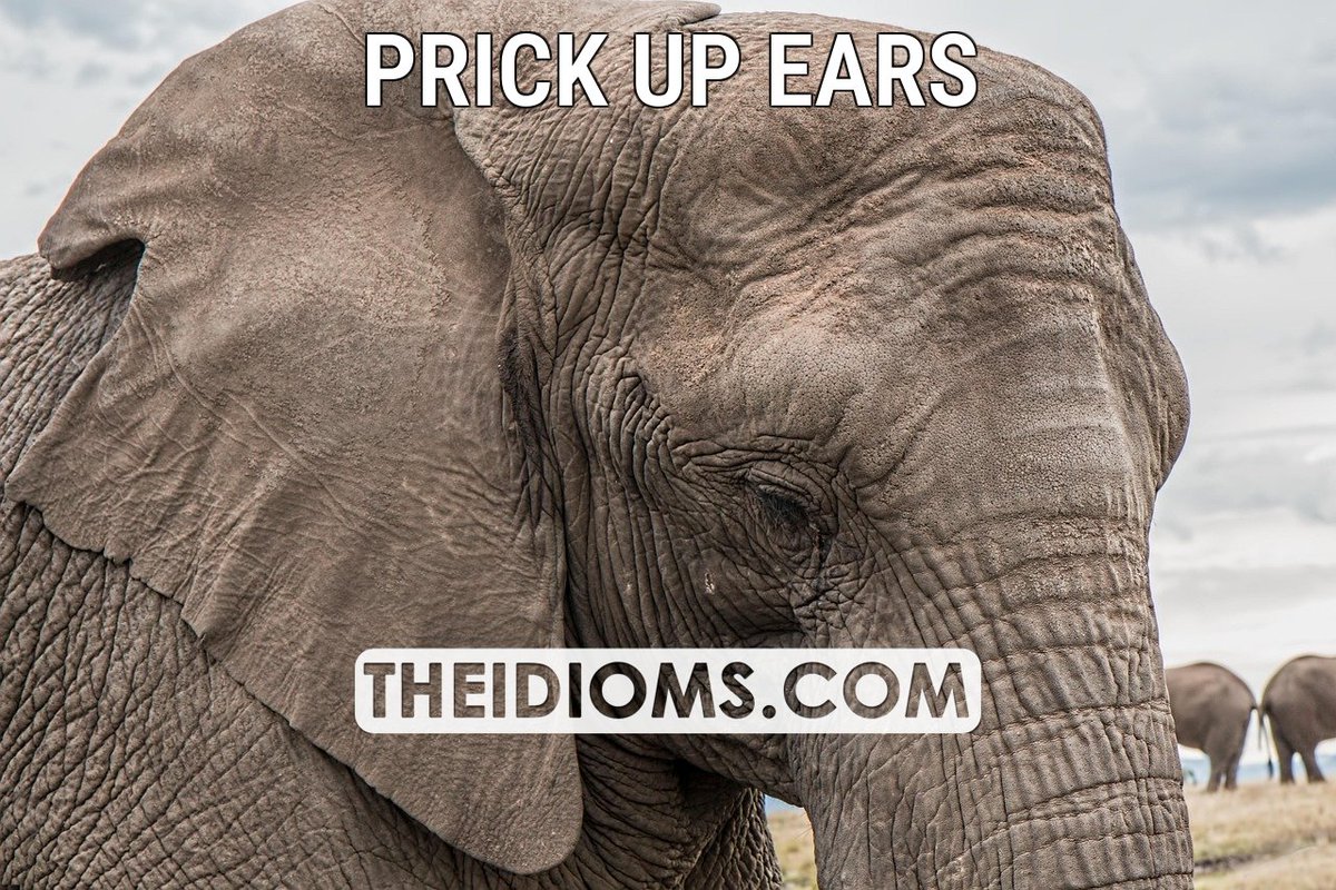 The Idioms tweet media