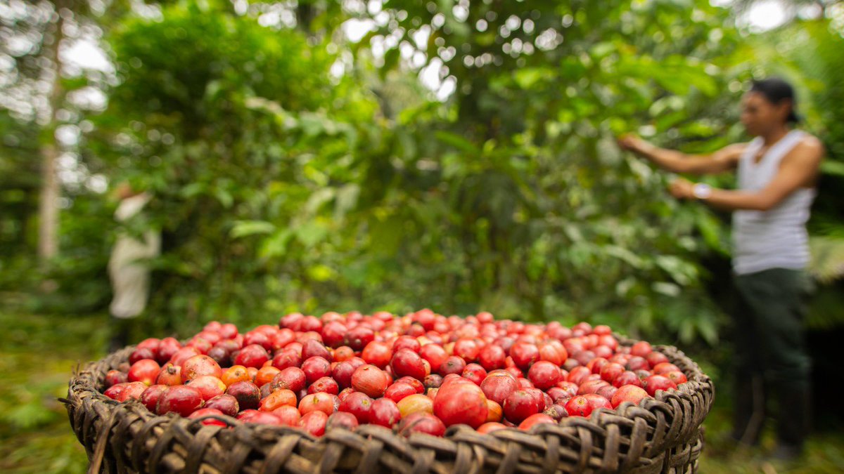 PNUD Ecuador tweet media