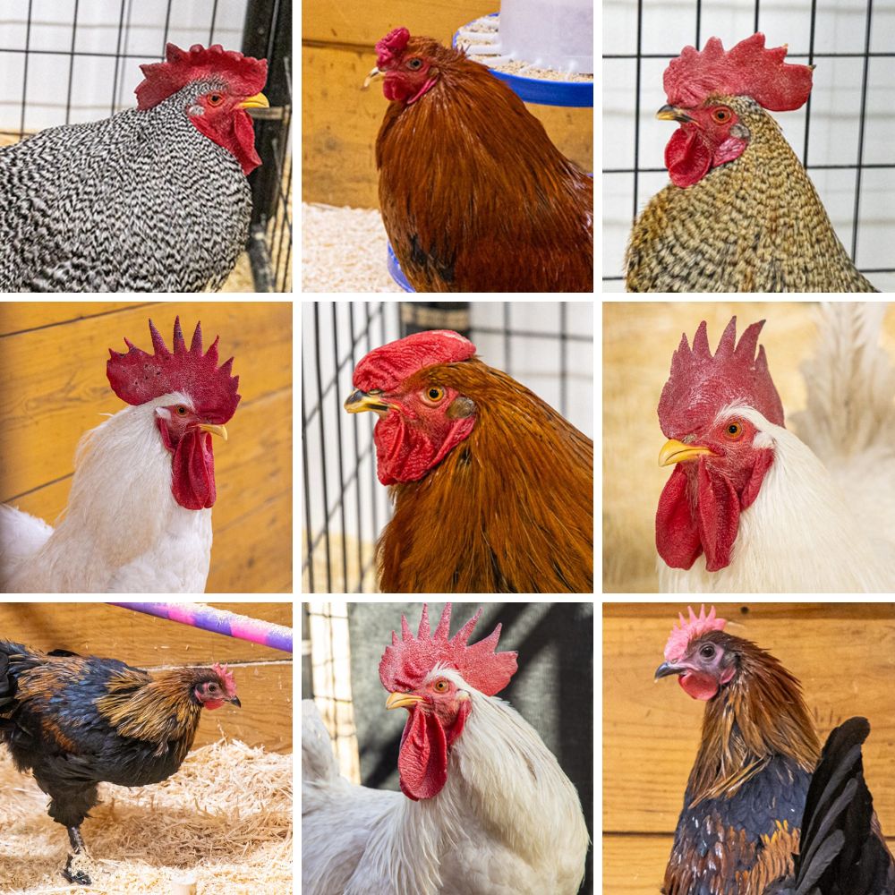 We currently have SEVENTEEN roosters available for adoption at our Second Chance Ranch! Not only do these boys make great alarm clocks, they’re also great protectors for your flock and excellent bug-catchers!

See all our adoptable roosters at ow.ly/SrkH50YHjI0.