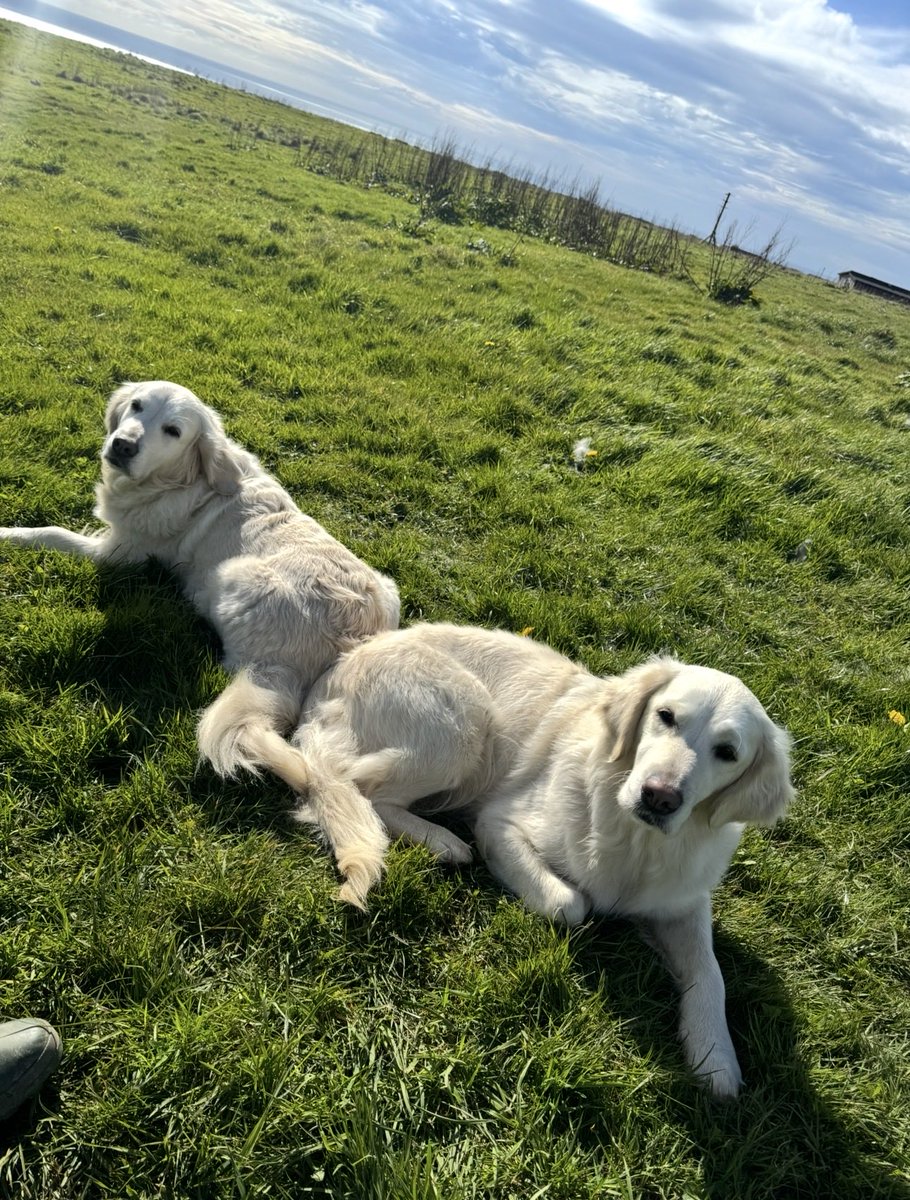 KerryHandley's tweet photo. @ClarksonsFarm1 Myella (mum) &amp; Lyra (daughter) 🥰 🐶 🐶 https://t.co/QkiFwefX5C