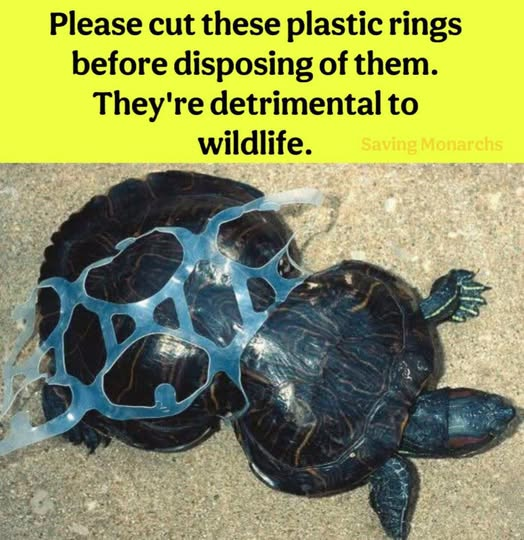 Mary Zientek Sulaiman tweet media