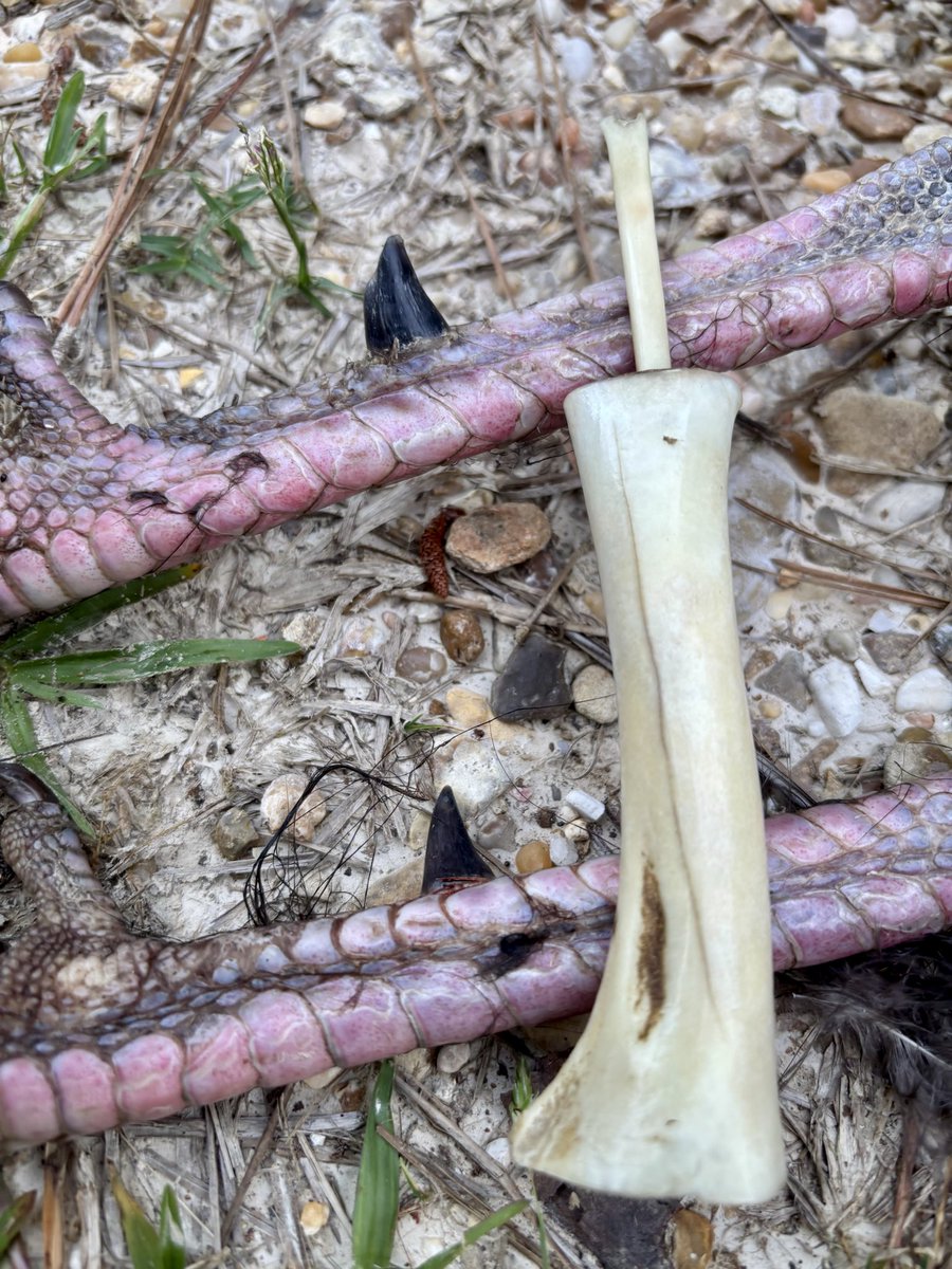 teamwingbone's tweet photo. One call this mornin’ and he came a-runnin’ — then Boone let the big dawg eat!!!
#wingbone #louisiana #bootup #bayoustate https://t.co/rFj0pJPE57