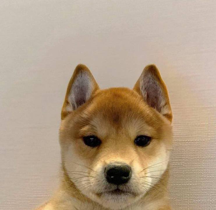 POΞ ⚡️ tweet media