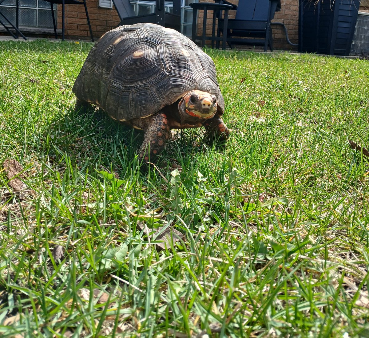 MassiveTortoise's tweet photo. Its a Sunday Funday cause I get to go outside on this beautiful day. 🐢
#sundayfunday https://t.co/z5RNEhszYV