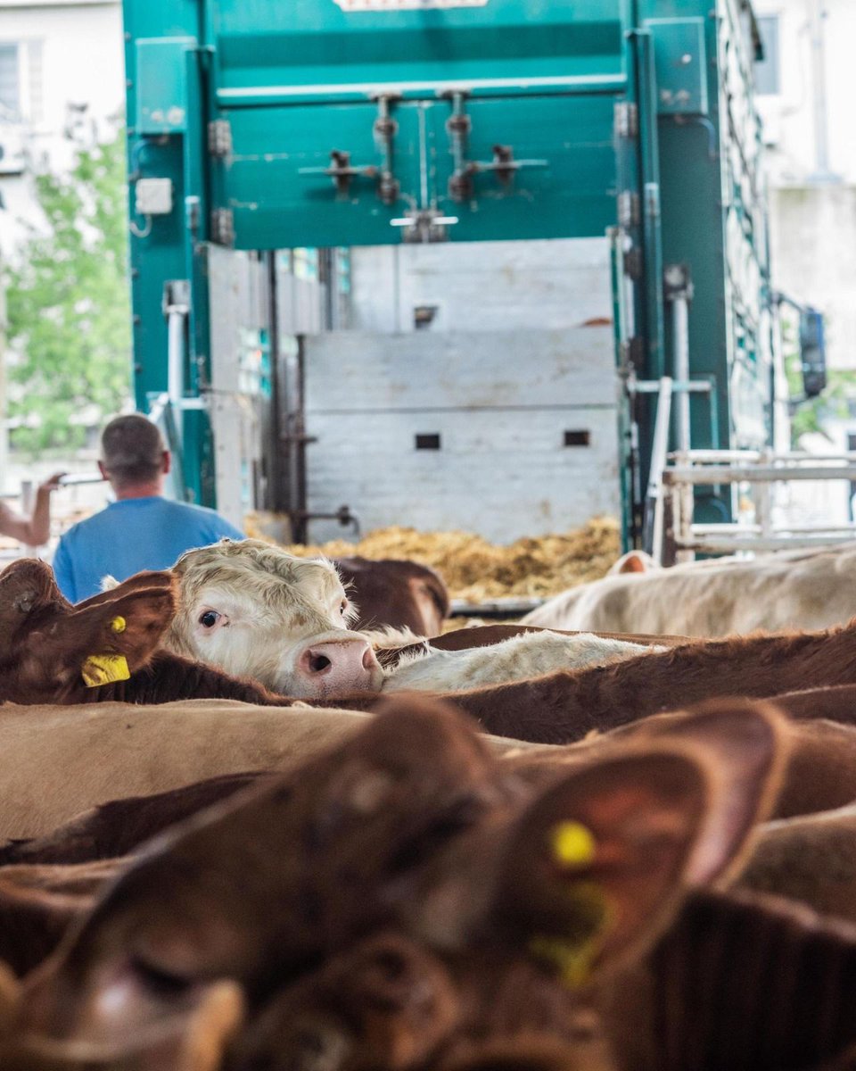 FOUR PAWS International tweet media